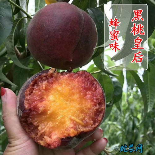 桃子的品种