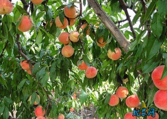桃子新品种