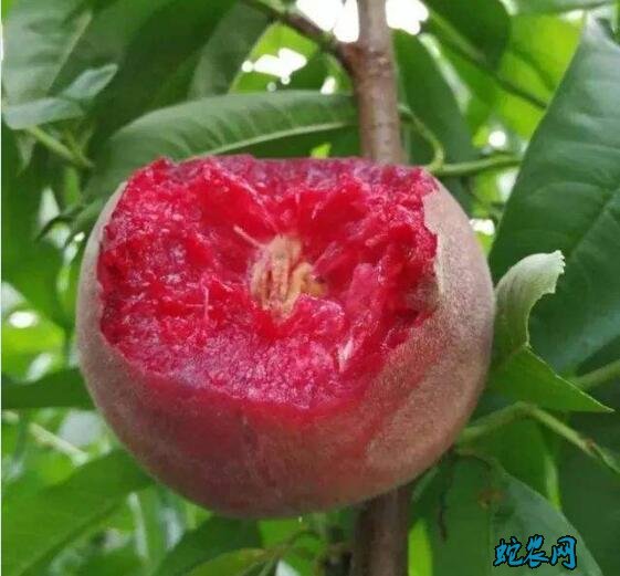 桃子新品种
