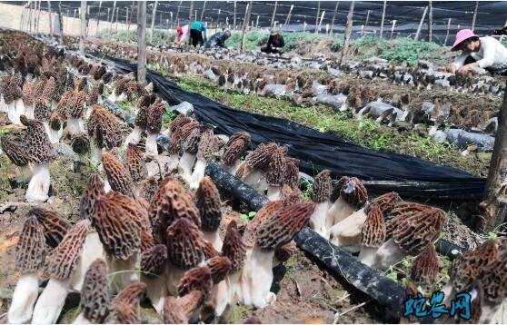 羊肚菌种植、羊肚菌种植需要哪些条件?