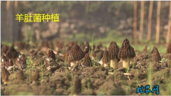 羊肚菌种植、羊肚菌种植需要哪些条件?