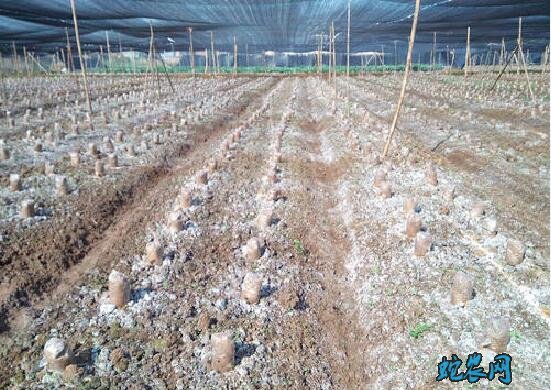 羊肚菌种植、羊肚菌种植需要哪些条件?