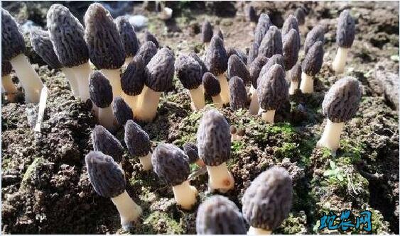 羊肚菌种植、羊肚菌种植需要哪些条件?