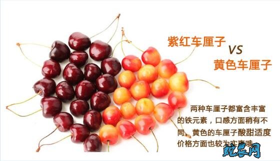 车厘子和樱桃的区别