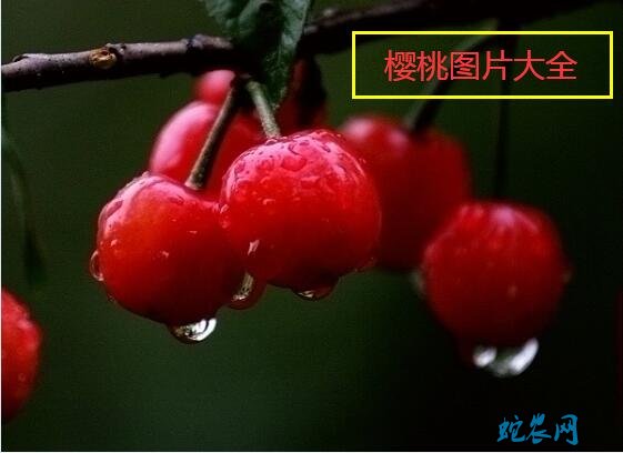 樱桃图片
