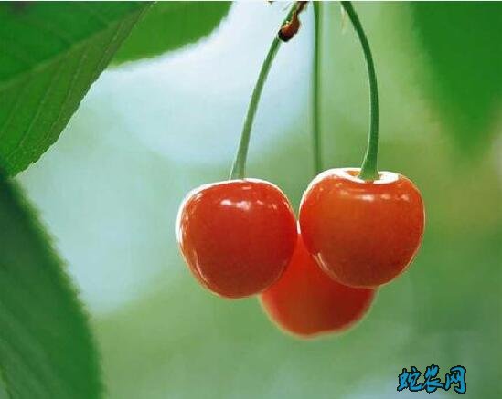 樱桃图片