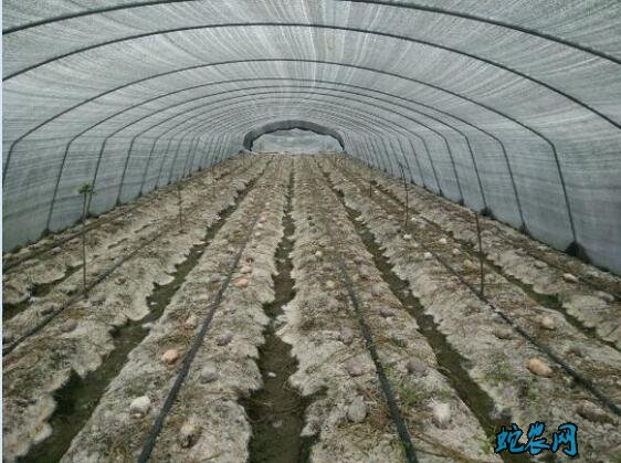 羊肚菌的种植、专员教你覆膜栽培羊肚菌的知识点!