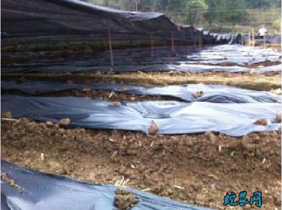 羊肚菌的种植、专员教你覆膜栽培羊肚菌的知识点!