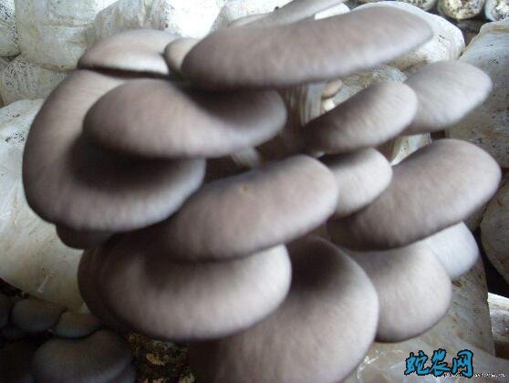 蘑菇图片、各种蘑菇图片大全欣赏