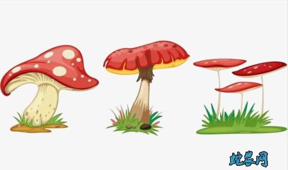 蘑菇图片、各种蘑菇图片大全欣赏
