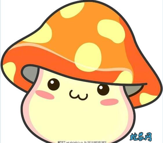 蘑菇图片、各种蘑菇图片大全欣赏