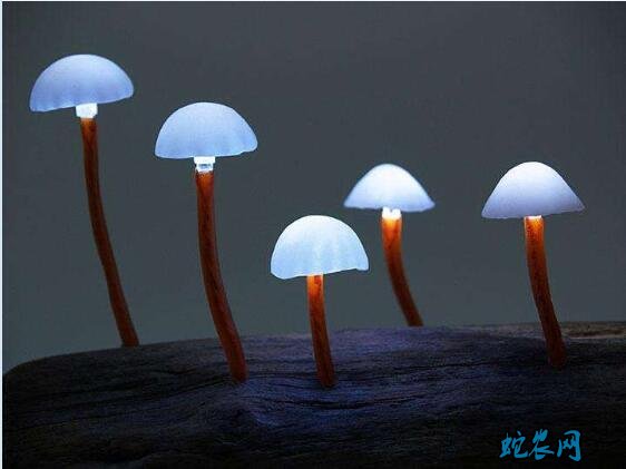 蘑菇图片、各种蘑菇图片大全欣赏