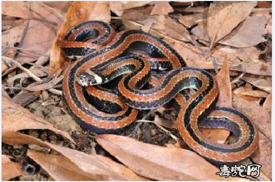 带纹赤蛇/台湾丽纹蛇图片