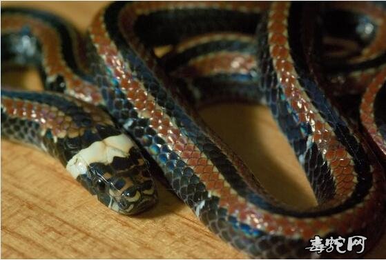 带纹赤蛇/台湾丽纹蛇图片