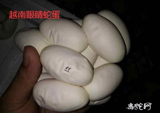 2020年越南眼镜蛇蛋、本地舟山眼镜蛇蛋价格行情分析！