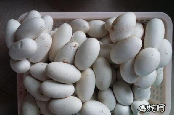 2020年大王蛇蛋价格行情、王锦蛇种蛋多少钱一个？