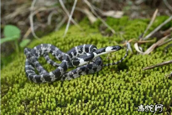 蛇标本图片大全:黑背白环蛇标本图片