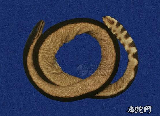 蛇标本图片大全:黑背海蛇/长吻海蛇标本图片