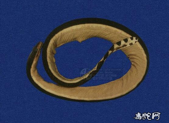 蛇标本图片大全:黑背海蛇/长吻海蛇标本图片