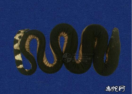 蛇标本图片大全:黑背海蛇/长吻海蛇标本图片