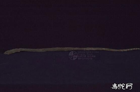 蛇标本图片大全:黑背海蛇/长吻海蛇标本图片