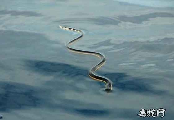 蛇标本图片大全：黑背海蛇/长吻海蛇标本图片