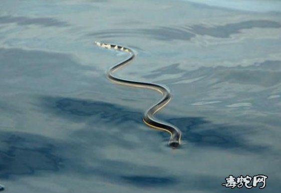 蛇标本图片大全:黑背海蛇/长吻海蛇标本图片