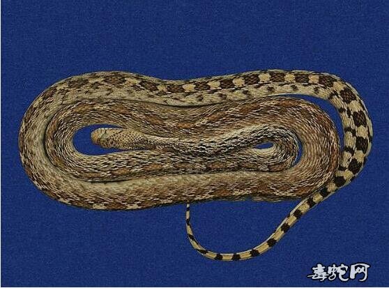 蛇标本图片大全:黑唇牛蛇标本图片