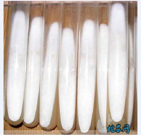香菇种植、如何制作优质香菇菌种?