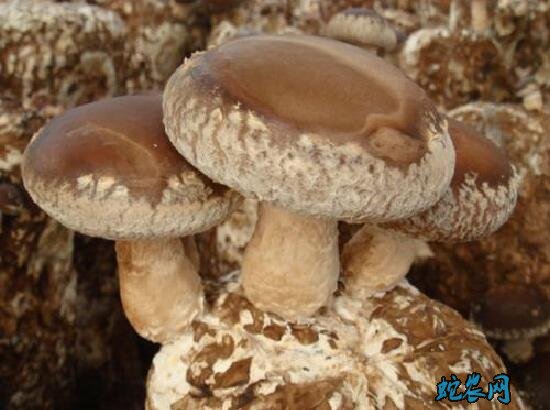 香菇种植、如何制作优质香菇菌种?