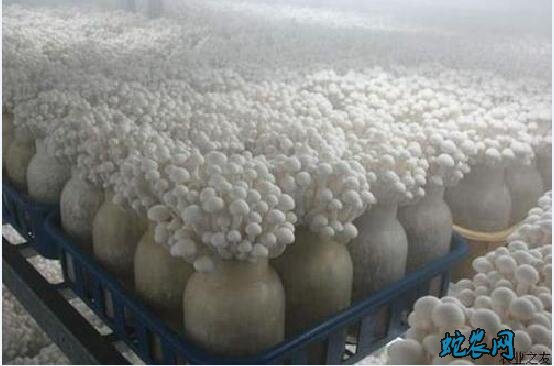 金针菇种植:金针菇特点、栽培技术及加工方法详解!