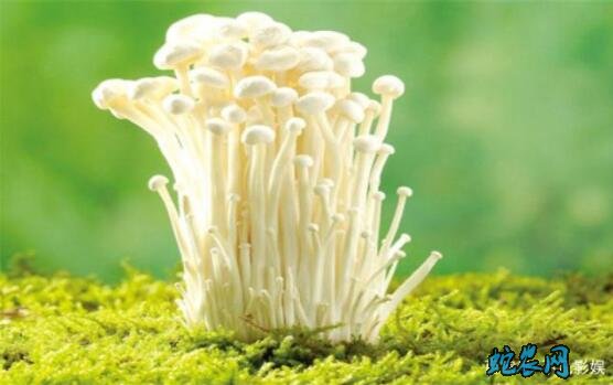 金针菇种植:金针菇特点、栽培技术及加工方法详解!