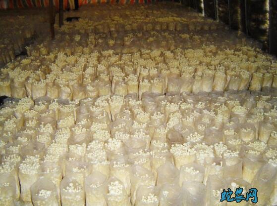 金针菇种植:金针菇特点、栽培技术及加工方法详解!