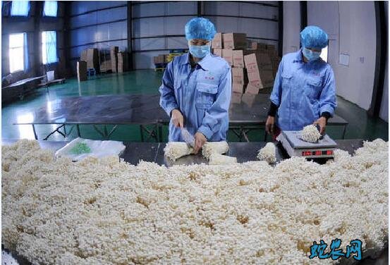 金针菇种植:金针菇特点、栽培技术及加工方法详解!