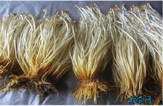 金针菇种植:金针菇特点、栽培技术及加工方法详解!