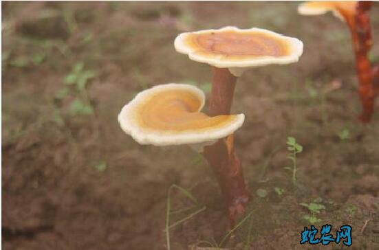 灵芝栽培中的地老虎虫害防治技术!