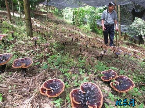 灵芝栽培中的地老虎虫害防治技术!