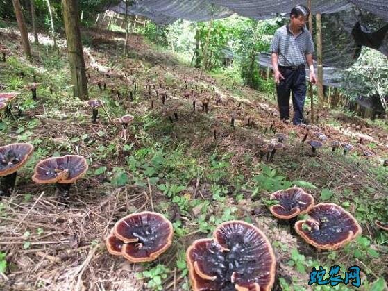 灵芝栽培中的地老虎虫害防治技术！