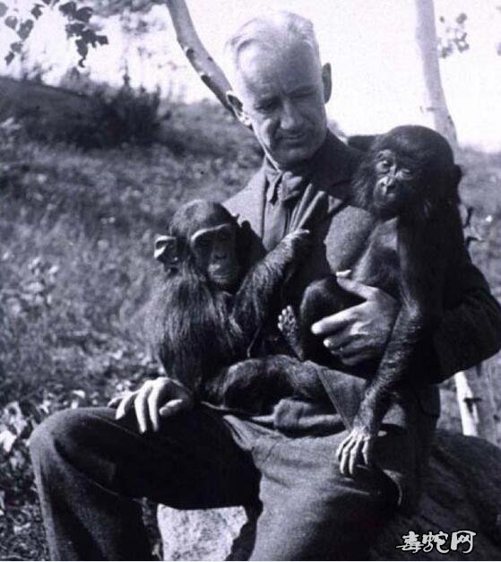人和黑猩猩能产生后代吗？美国学家戈登·盖洛普说的是真的吗？