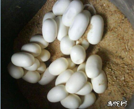 2020年乌梢蛇蛋价格行情、乌梢蛇种蛋多少钱一个?