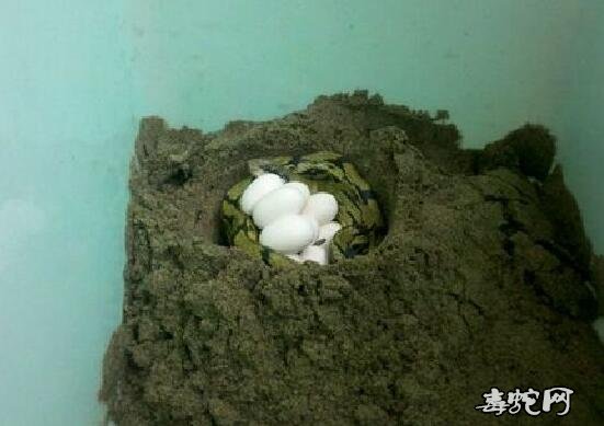 2020年菜花蛇蛋价格行情、黑眉锦蛇蛋多少钱一个?