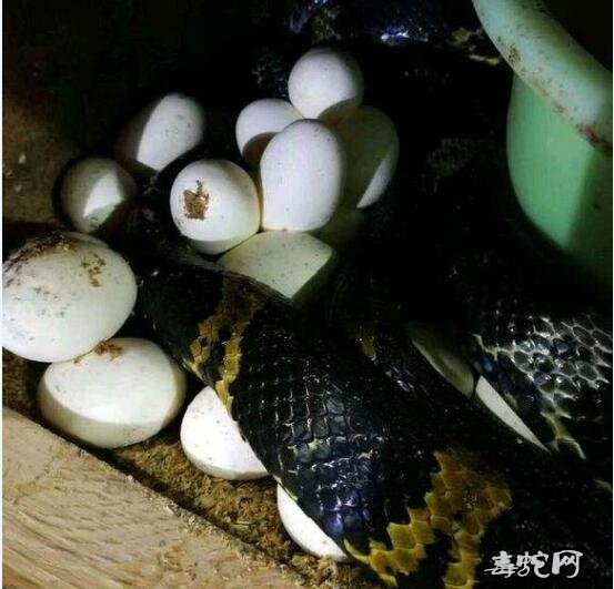 2020年棕黑锦蛇蛋价格行情,东北黑蛇蛋多少钱一个?