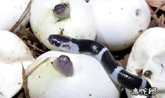 2020年银环蛇蛋价格行情、银环蛇受精蛋多少钱一个？