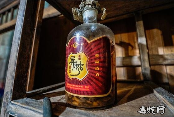 蛇友游记、喝湖南永州异蛇酒，看油茶做法！