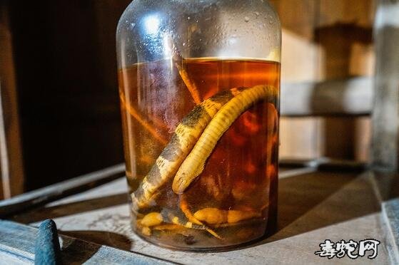 蛇友游记、喝湖南永州异蛇酒，看油茶做法！
