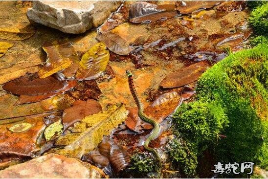 山东草上飞蛇是什么蛇?农村老人说的草上飞蛇图片!