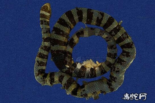 黑唇青斑海蛇/扁尾海蛇标本图片