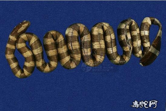 黑唇青斑海蛇/扁尾海蛇标本图片
