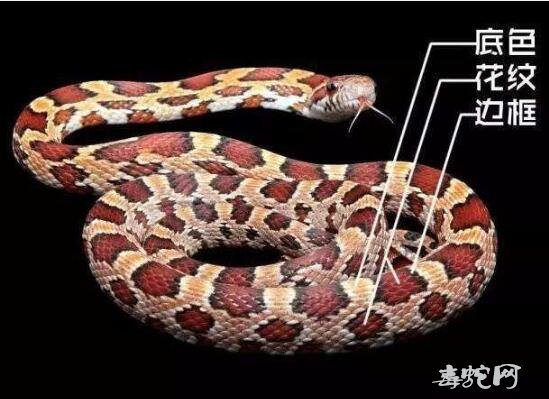 玉米蛇基因科普：怎么才能得到多基因玉米蛇？