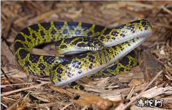 黄赤练蛇、有黄赤练蛇吗？黄赤练蛇是什么蛇品种？